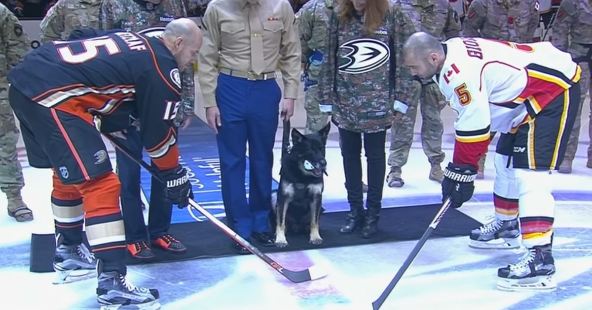 Bomb sniffing dog drops ceremonial puck on military appreciation night!